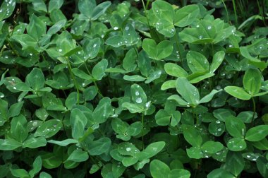 Arka plan ve dokular yonca bitkilerin