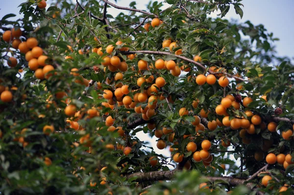 Gałęzie drzewa są dojrzałe owoce prunus cerasifera — Zdjęcie stockowe