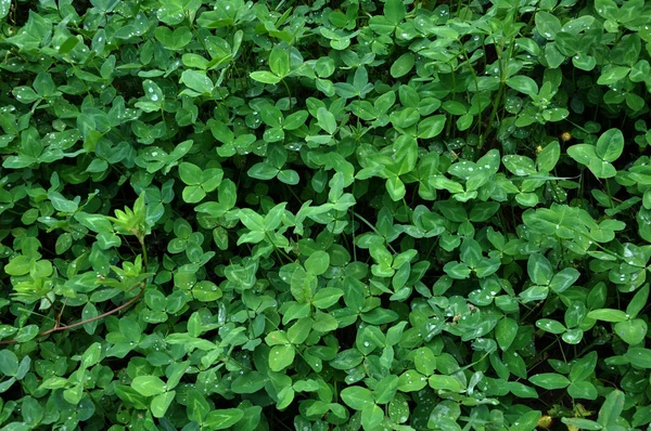 Background and textures of clover plants — Stock Photo, Image
