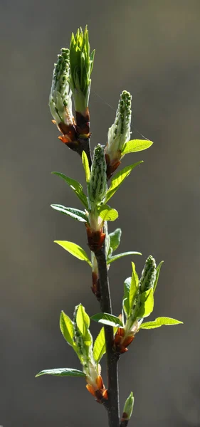 Bahar dal tomurcukları ve yeşil yaprakları ile — Stok fotoğraf