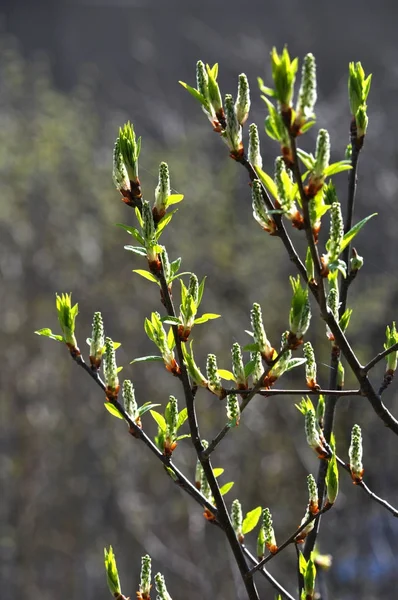 Spring twig with buds and green leaves — Stock Photo, Image