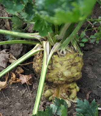 Toprakta büyüyen kereviz