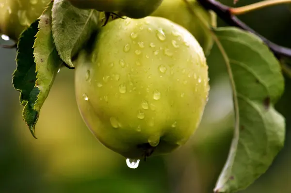 On a branch of a tree are green apples — Stock Photo, Image