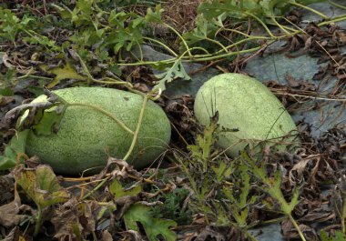 Karpuz alanında olgunlaşmak