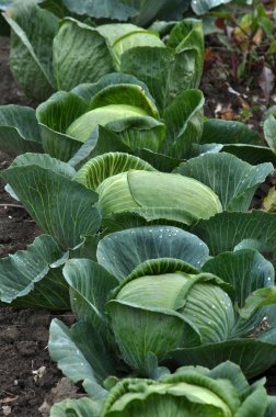 Beyaz lahana bir bahçe sitesinde başkanları