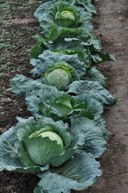 Beyaz lahana bir bahçe sitesinde başkanları