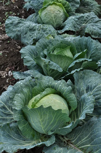 Heads of white cabbage on a garden site — Stock Photo, Image