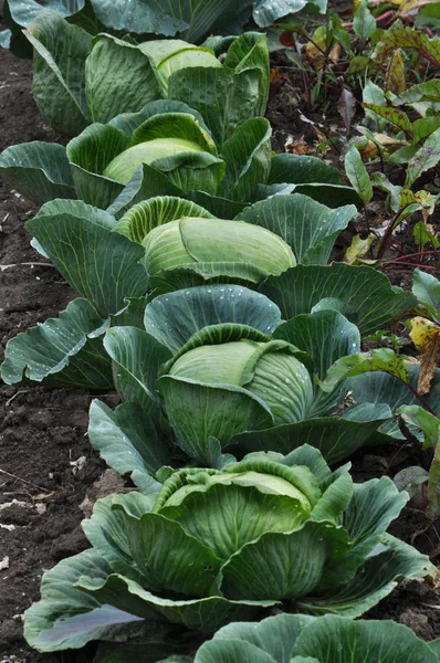 Heads of white cabbage on a garden site — Stock Photo, Image