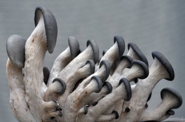 Mantar mantarı kavak hafif bir arka plan üzerinde