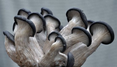 Mantar mantarı kavak hafif bir arka plan üzerinde