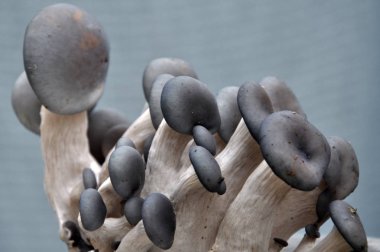 Mantar mantarı kavak hafif bir arka plan üzerinde