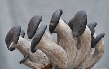 Mantar mantarı kavak hafif bir arka plan üzerinde