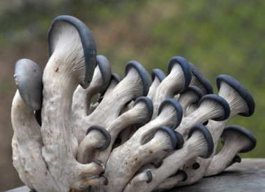 Mantar mantarı kavak hafif bir arka plan üzerinde