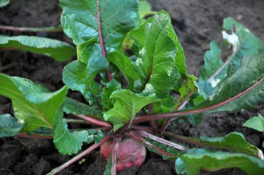 Kış turp toprakta yetişir