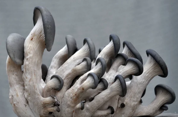 Mantar mantarı kavak hafif bir arka plan üzerinde