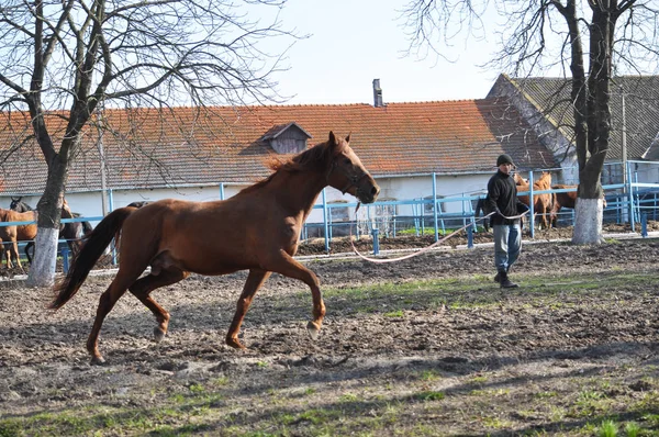 Morgon warm-up häst på sladden — Stockfoto