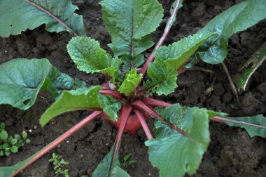 Kış turp toprakta yetişir