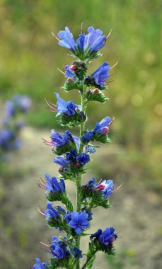 Kök ve Echium vulgare çiçekler