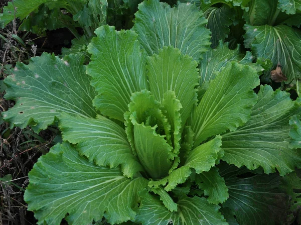 Beijing cabbage in the open ground — Stock Photo, Image