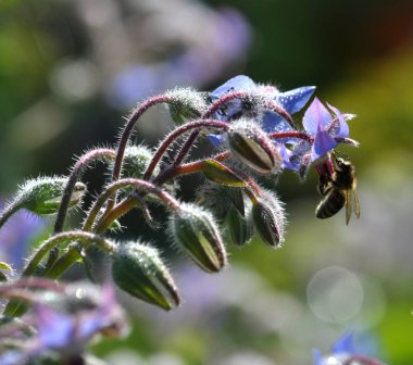 Hodan otu ve arı çiçek