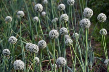 İki yıldır çiçekli soğan