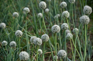 İki yıldır çiçekli soğan