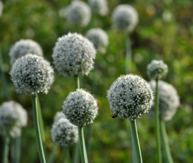 İki yıldır çiçekli soğan