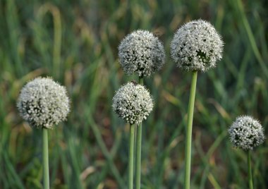 İki yıldır çiçekli soğan