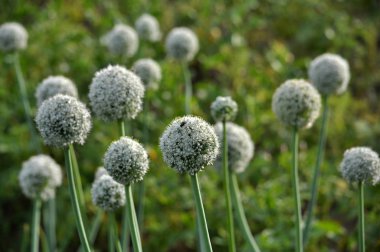 İki yıldır çiçekli soğan