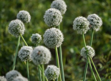 İki yıldır çiçekli soğan