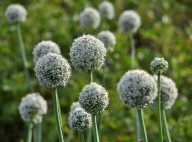 İki yıldır çiçekli soğan