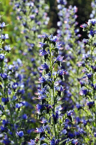 Tallo y flores de Echium vulgare — Foto de Stock