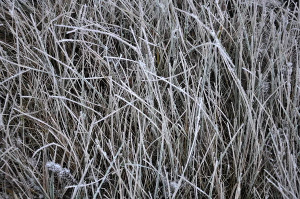 Bakgrund och konsistens med torrt gräs — Stockfoto