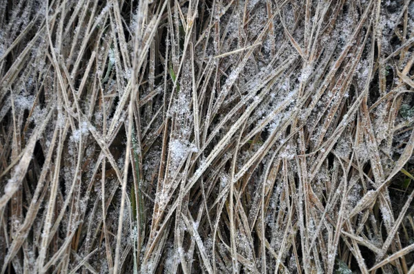 Background and texture with dry grass — Stock Photo, Image