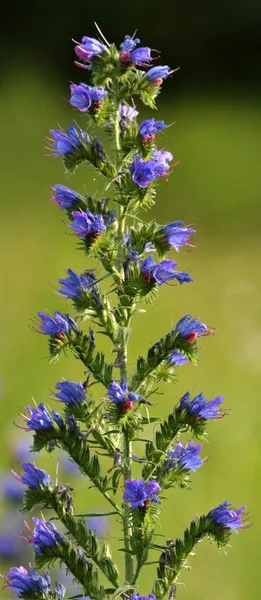 Stem och blommor av Blåeld — Stockfoto