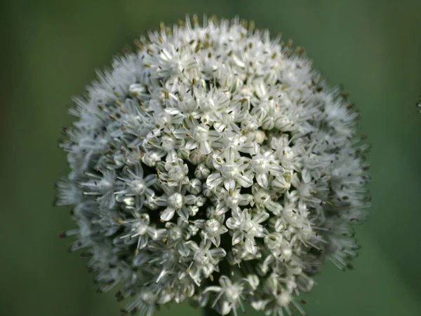 Flowering onion for two years — Stock Photo, Image