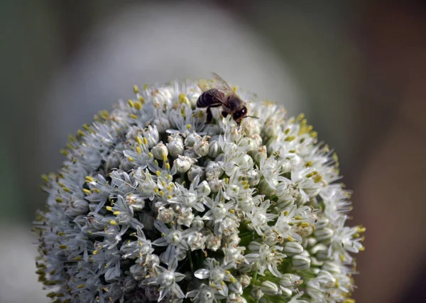 Zwiebelblüte für zwei Jahre — Stockfoto