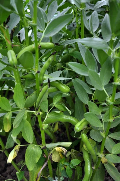 Horse bean, plant and green pods — Stock Photo, Image