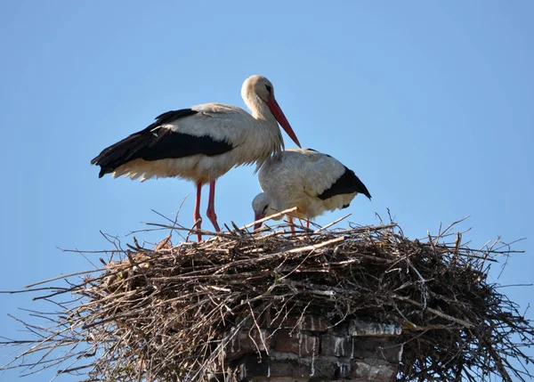 Paire de cigognes dans le nid — Photo
