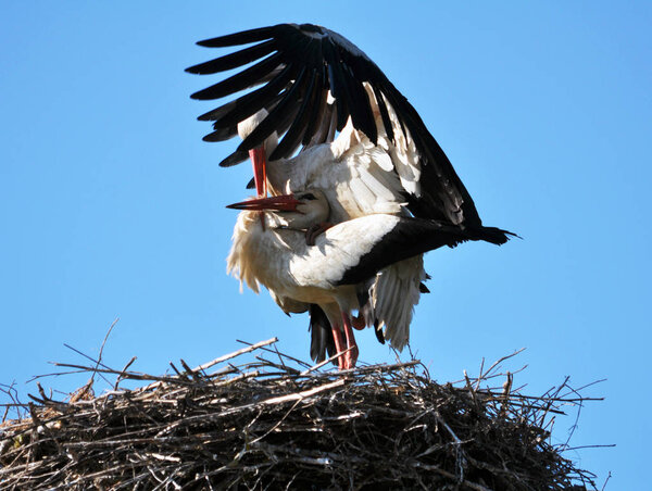 Pair of storks in the nest
