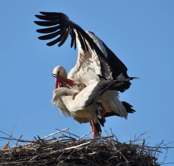 Pair of storks in the nest — Stock Photo, Image