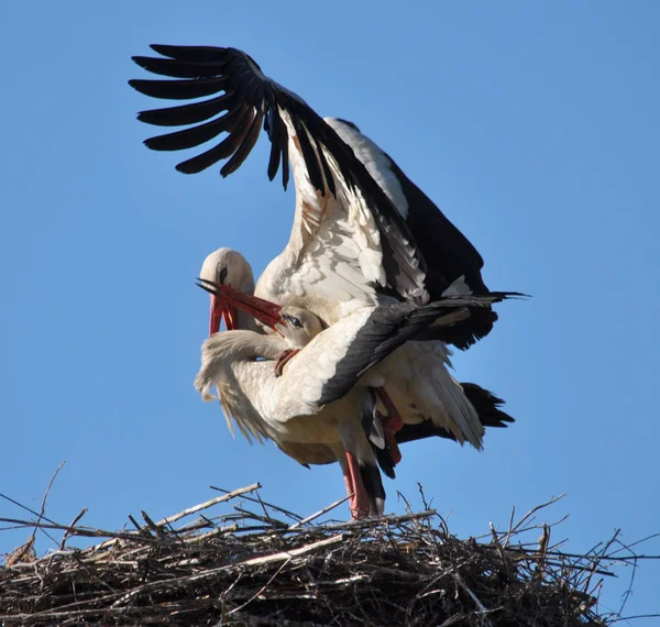 Paire de cigognes dans le nid — Photo