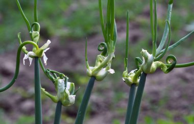 Allium proliferum çok aşamalı soğan