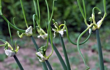 Allium proliferum çok aşamalı soğan