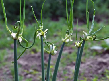Allium proliferum çok aşamalı soğan