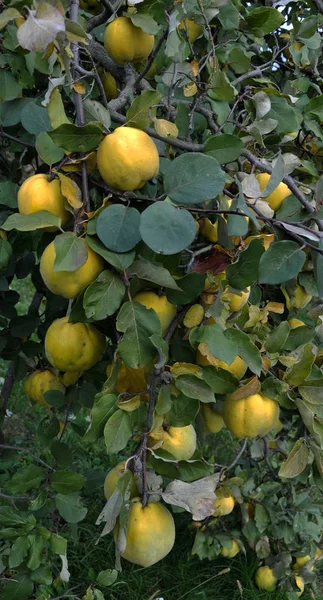 Branch of the tree with the fruits of quince — Stock Photo, Image