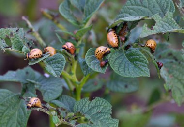 Bir patates Colorado Patates böceği larvaları bush üzerinde