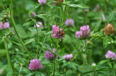 Çiçek, kök ve Kırmızı yonca yaprağı