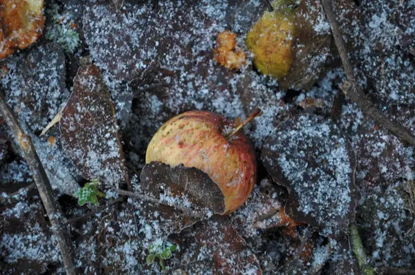 Текстура и фон яблок на замерзшей земле — стоковое фото