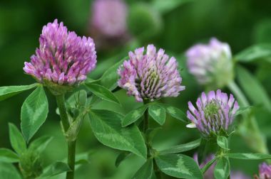 Çiçek, kök ve Kırmızı yonca yaprağı